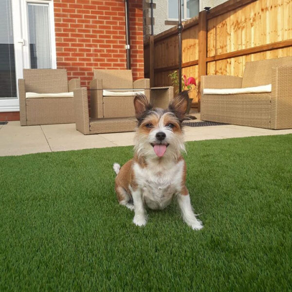 cheshire artificial grass 2
